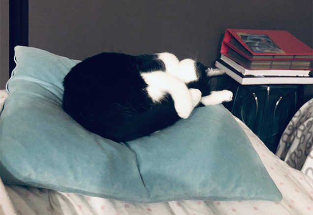 luna the cat in her happy home